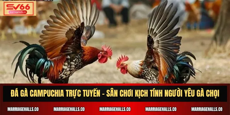 Cách dễ dàng tham gia các sự kiện thể thao cấp Vin777 - Vin777