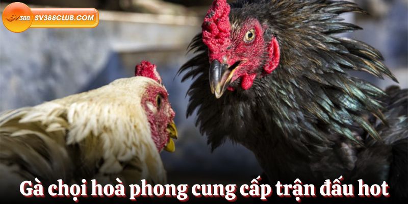 Hướng dẫn dành cho người chơi cá cược tham gia các trang web cá cược Mu88 - Mu88