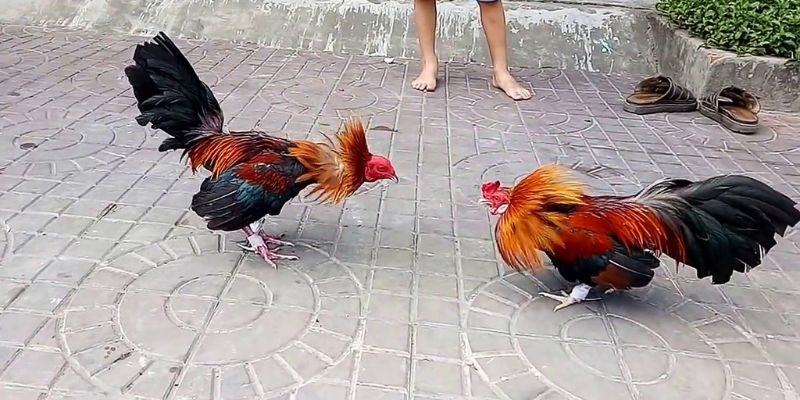 Hướng dẫn đăng ký Z8bet bằng điện thoại di động - Z8bet
